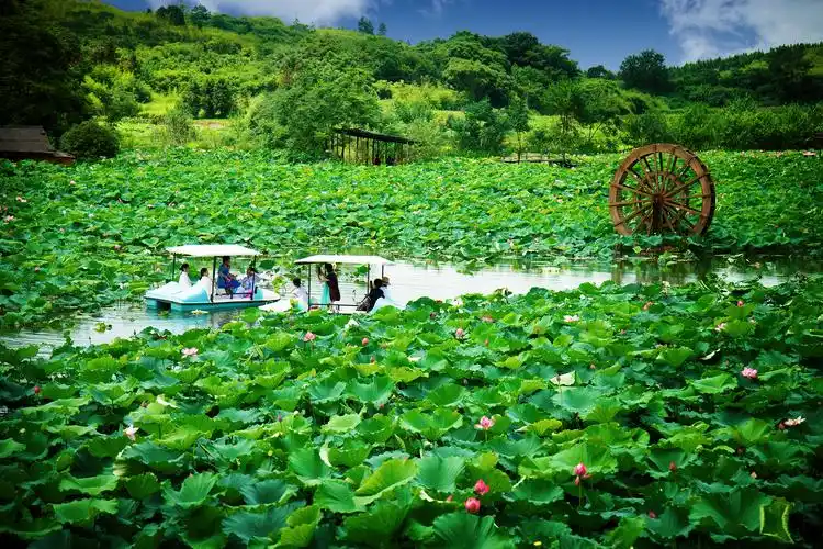 这个夏天,"荷"你有约! 一同走进上岭村荷塘来一场人花合一的视觉盛宴