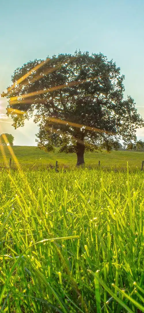 高清唯美意境图片竖屏-风景壁纸 - 壁纸之家