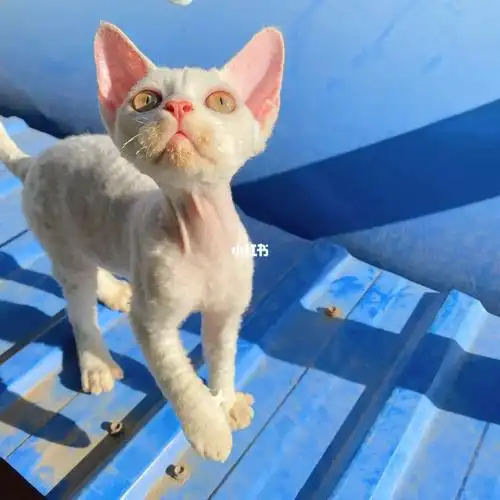 谁说只有蓝眼睛的德文最美