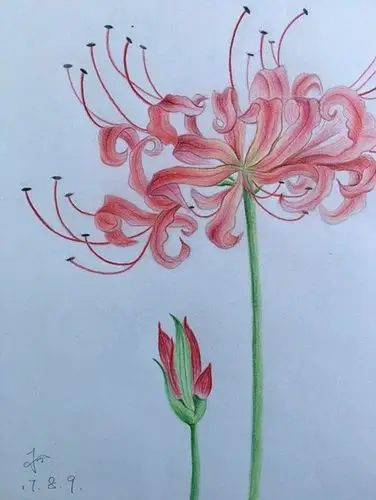 彩铅手绘(彼岸花)
