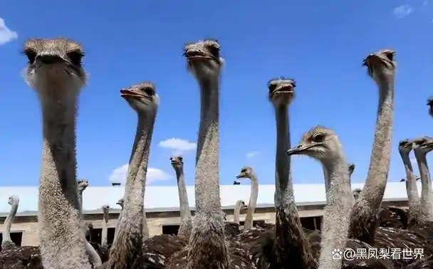 非洲生活着15万只鸵鸟为何很少看到狮子吃鸵鸟难道是打不过