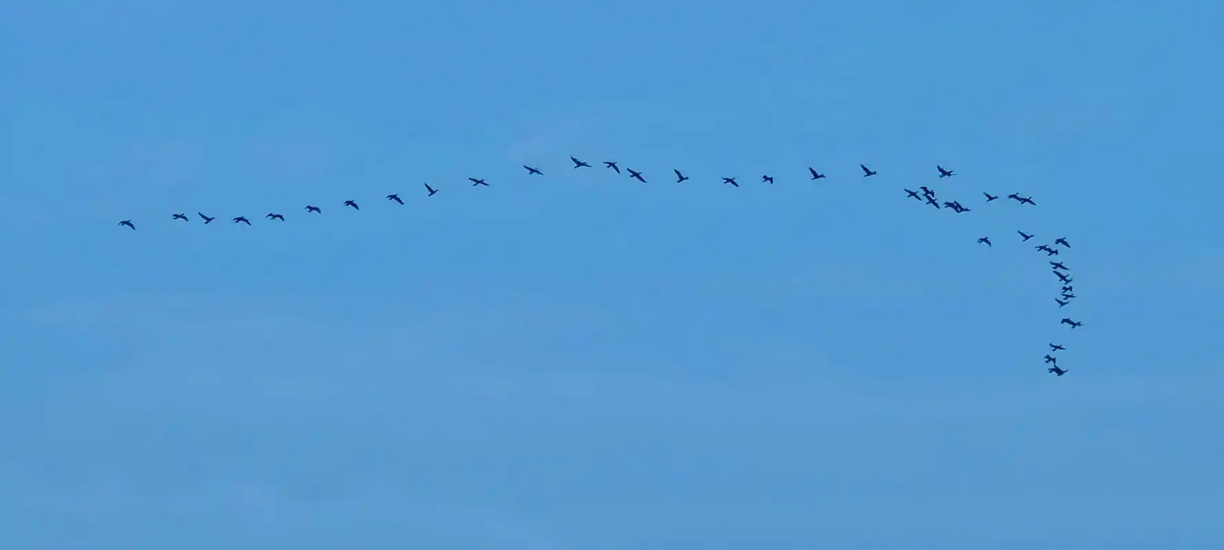 变阵 冬临近雁南飞,一支庞大的雁群在飞行途中队形会由一字形逐 - 抖