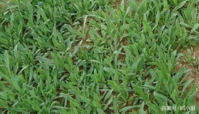 这野菜有个奇怪的名字叫"面条菜",大伙都知道好吃,却不知功效