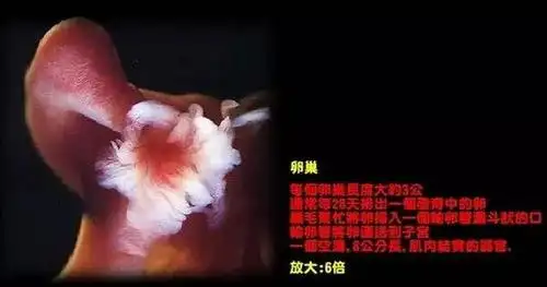 图片揭秘人类繁衍全过程太震撼了