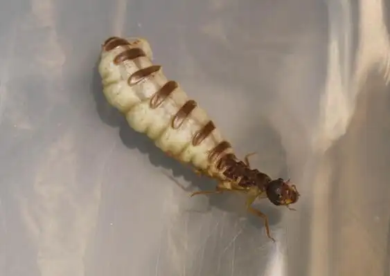 让你见识下工作人员所挖出的蚁王,蚁后