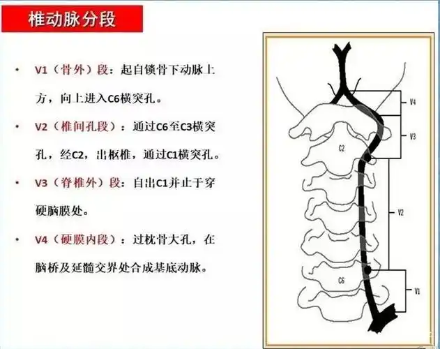 在桥脑下缘与对侧椎动脉融合成基底动脉.