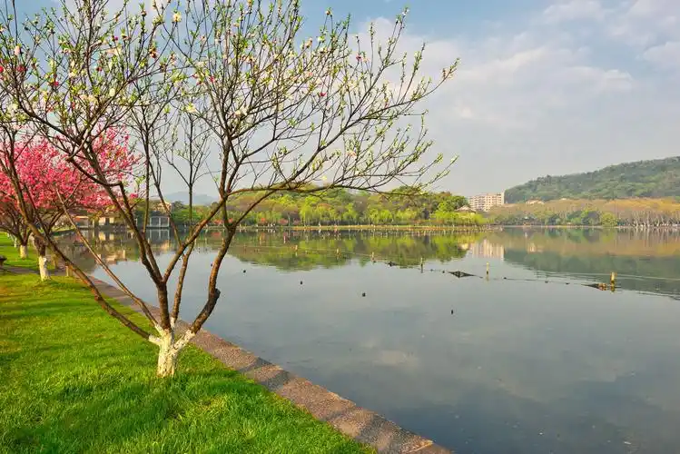 春光明媚的西湖白堤
