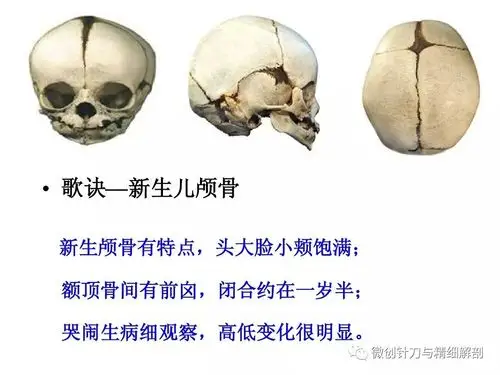 人体解剖学-颅骨