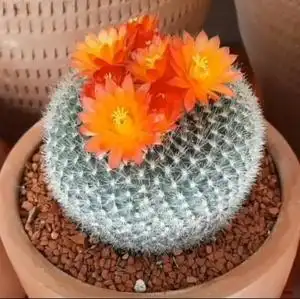 白雪光仙人球开花新手迷你盆栽桌面花卉绿植可爱多肉植物精品