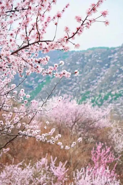花海|桃花林|西峪村_网易订阅