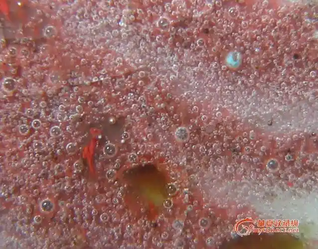 网上复制原文(明中期釉里红器放大100倍气泡鉴定图)
