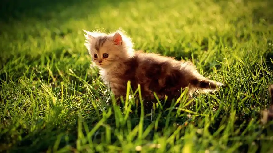 各种各样的咪咪,慎入!