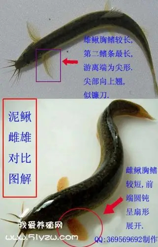 泥鳅怎么分公母