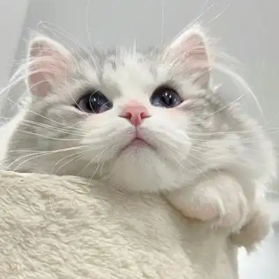 超可爱萌宠小动物头像高清图片 吸睛到了不起的动物头像大全