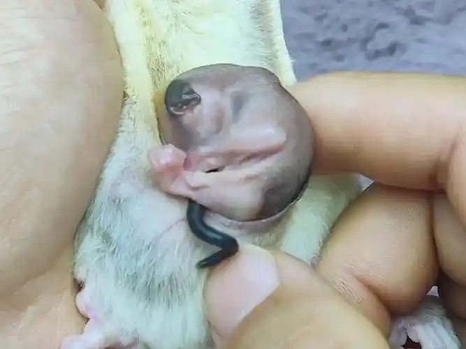 蜜袋鼯育儿袋里的秘密