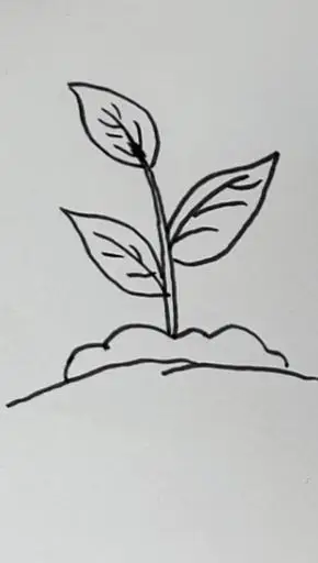 简笔画#小树苗简笔画