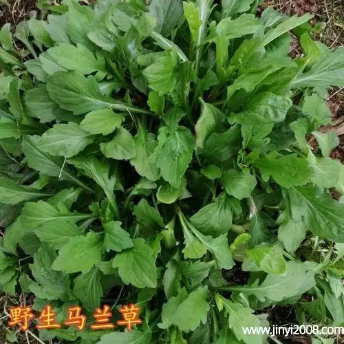 马兰根,菊科植物马兰的根.清热解毒,凉血止血.