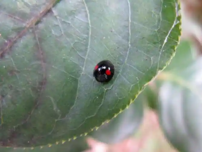 湖北红点唇瓢虫