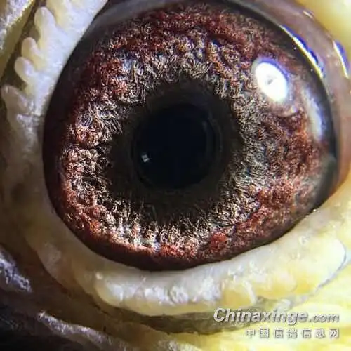 挚爱吴淞跃龙李鸟请君欣赏