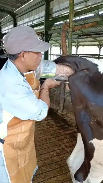 诚挚!牛人工授精的最佳时期"兴味盎然"-第1张图片-追风博客