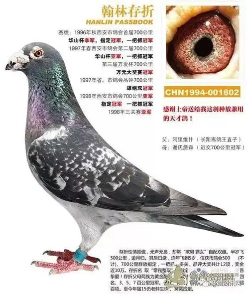 参赛50多年夺得数百个冠军看看这个高手的鸽子