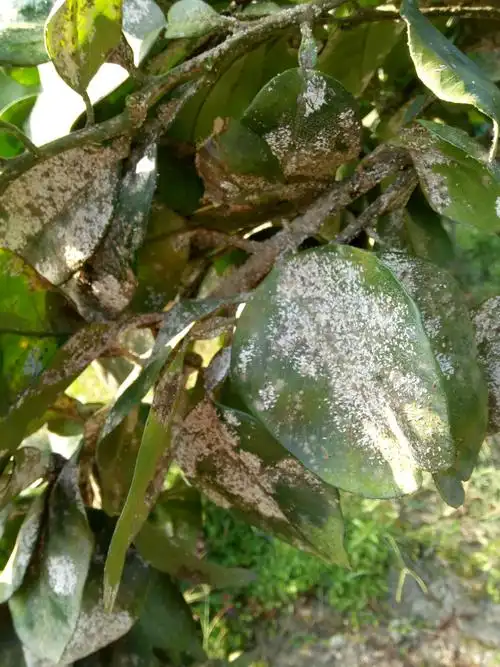 这是我家的柚子树,请问得了什么病?怎么防治?谢谢