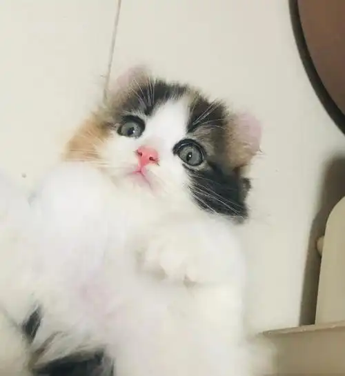 美国卷耳猫找新家啦