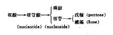 生物化学与分子生物学核酸的化学组成