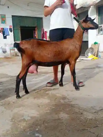 石家庄怀孕红鹿奶山羊多少钱一只