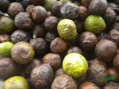 竹柏种子 当年新采