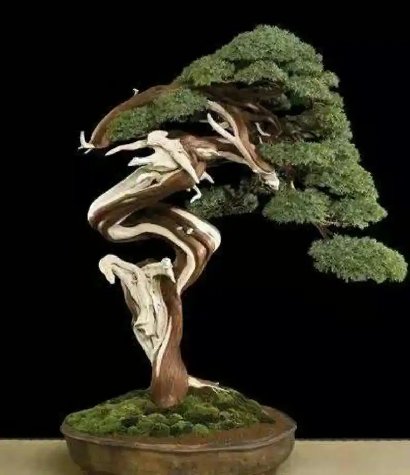 领略一下崖柏盆景的风采