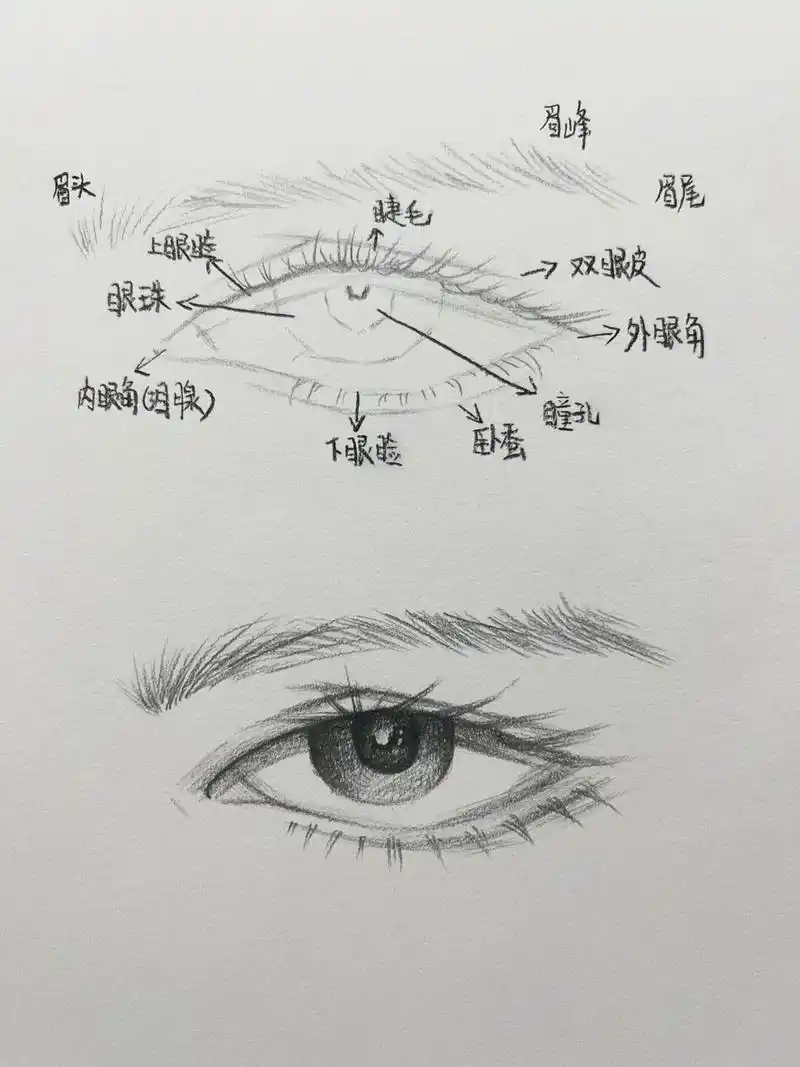 超详细眼睛👀教程,你不可能还不会. #素描 #素描动物 # - 抖音