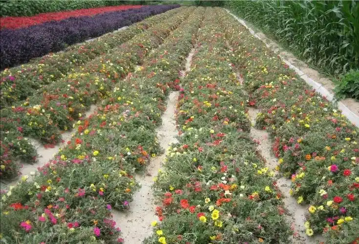 夏季 草花--栽培