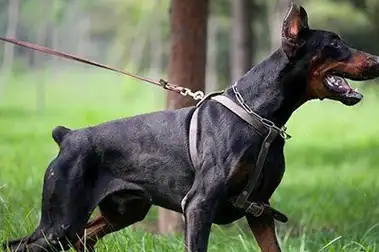 狗狗智商排名第一的不是金毛,它才是智商最高的狗狗_牧羊犬_杜宾_德国