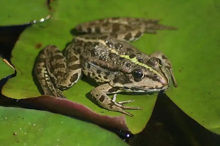 沼泽青蛙,青蛙,池塘,一种动物,动物主题,在野外的动物,野生动物