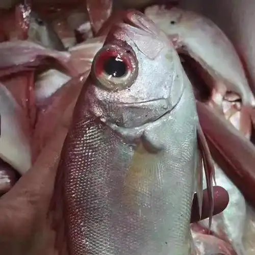 博贺港野生大眼鲷大眼鸡鱼金目鲷红目鲢红鲷鱼3-4条500g