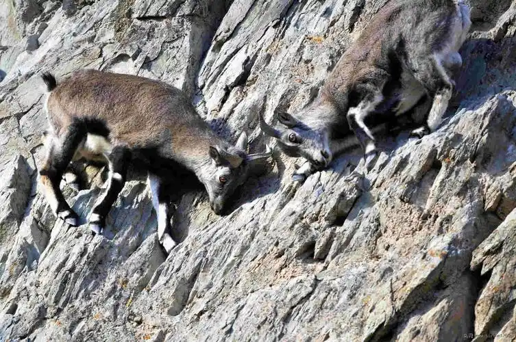 岩羊(三) - 野生动物版 鸟网