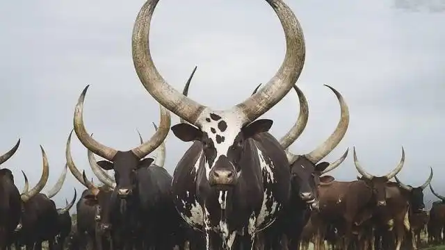 非洲安科拉长角牛,一头卖到500美元,网友:现实版牛魔王!