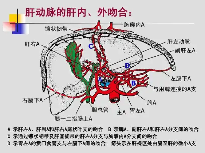 肝胆,门静脉解剖(1)ppt