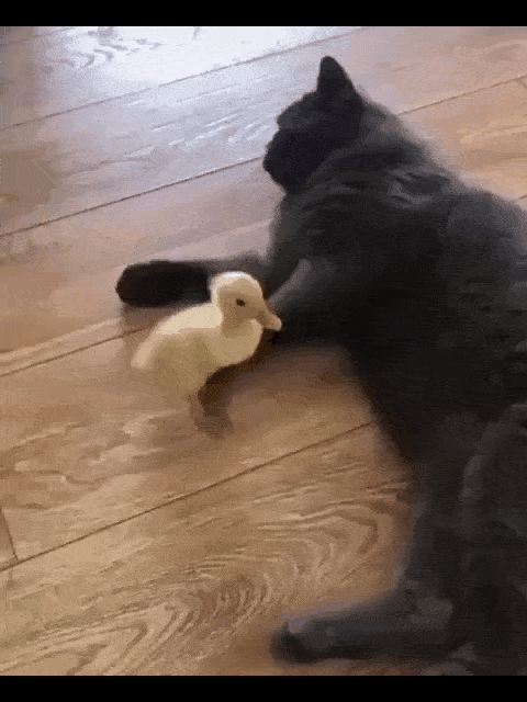 我寻思着一只猫腿能有多大劲儿直到邻居家的猪被踹飞了