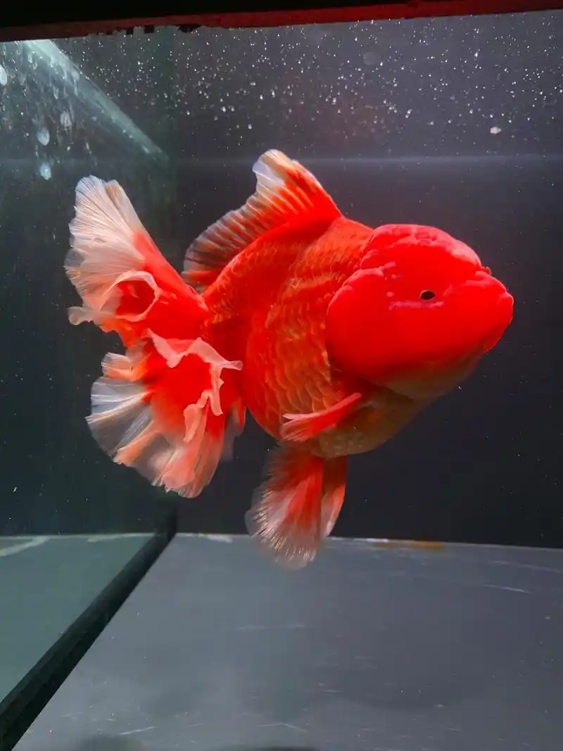 15cm爆瘤红泰狮金鱼,未发尾 #泰狮金鱼# #百褶泰狮# #