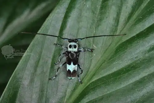 苎麻双脊天牛paraglenea fortunei