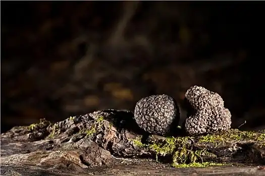 罕见菌类图片_罕见菌类图片大全_罕见菌类背景图片