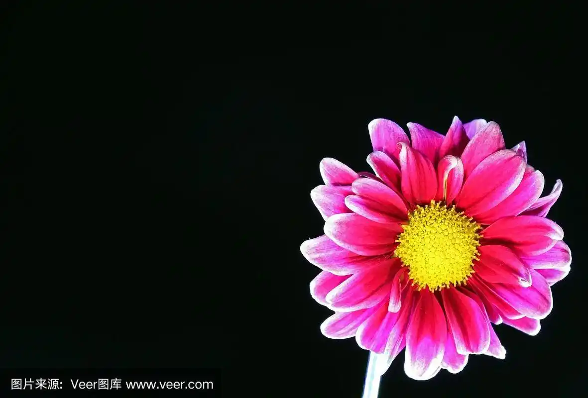 粉红色的雏菊花孤立在黑色的背景上,左边是文本的复制空间