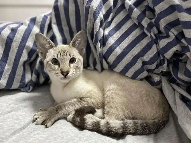 虎斑暹罗弟弟 五个月 小偿 上海