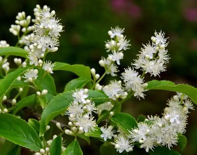 dicotyledoneae) 原始花被亚纲( archichlamydeae) 檀香目( santal