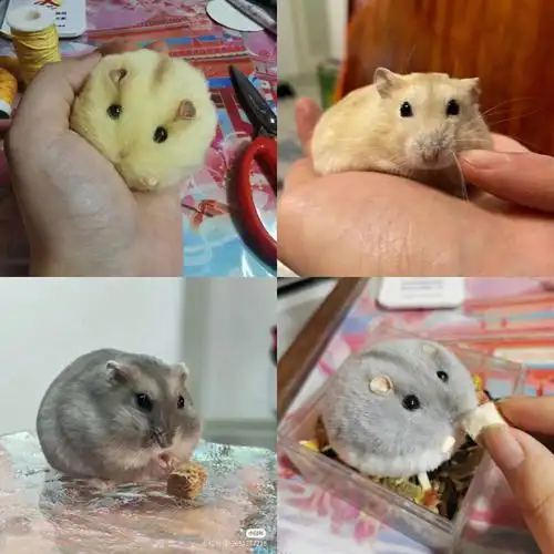 手作玩偶紫仓和布丁出生啦