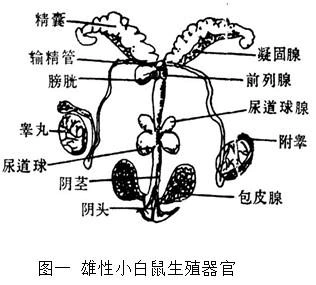 (二)雌性小鼠生殖器官的解剖与观察 实验观察到的雌性小白鼠的生殖