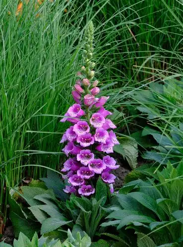 毛地黄又名自由钟