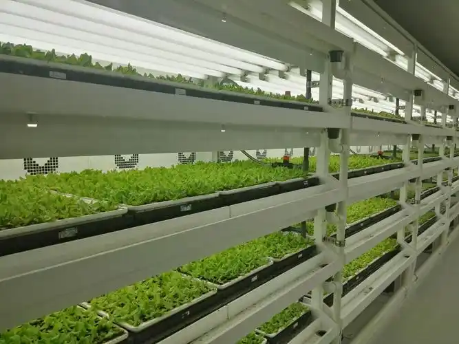 植物工厂叶菜育苗内景.小白菜育苗一周后即可定植.